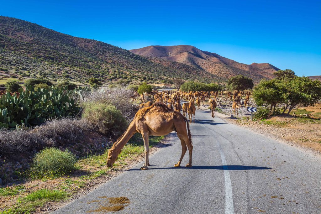 dromedaries on the way to the camel market in Guelmim, Morocco.