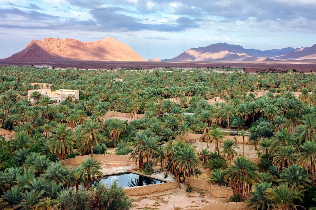 Oasis palm grove in Figuig Morocco.