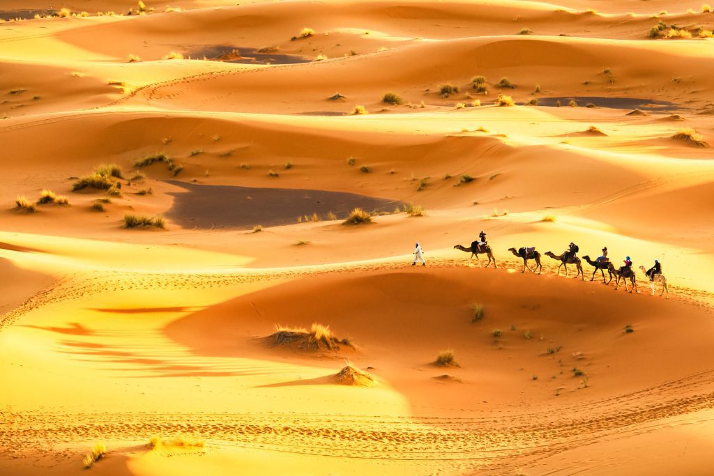 Camel caravan going through the sand dunes in Merzouga Sahara Desert, Morocco.